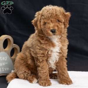 Pam, Miniature Poodle Puppy